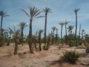 West Palmaerie Desert, Morocco